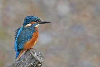 kingfisher