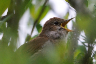 Nightingale