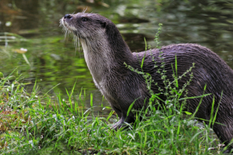 Otter