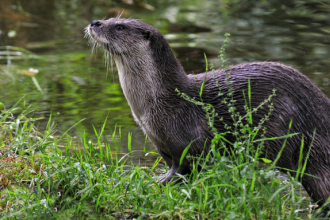 Otter 