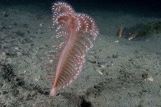 Phosphorescent sea pen