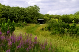 Pitstone Fen