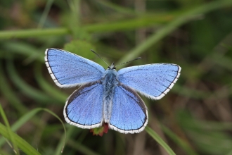 Adonis blue