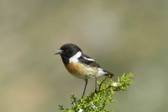 Stonechat