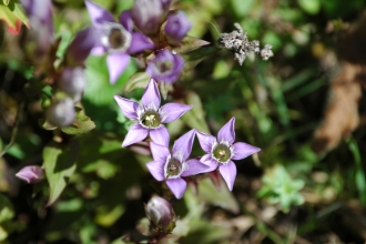 Chiltern gentian