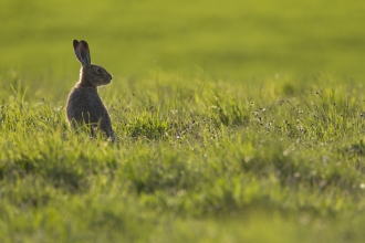 Brown hare