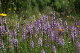 Orchids