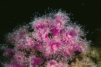 Jewel anemone