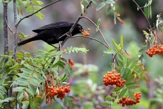 Blackbird feeding on rowan berries