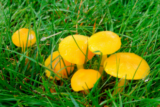 Butter waxcap