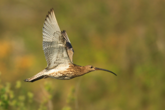 curlew