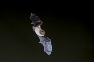 Daubenton's bat