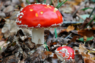 Fly agaric 