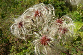 Wild clematis