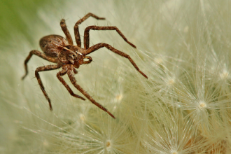 Spider