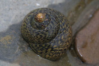 Thick topshell