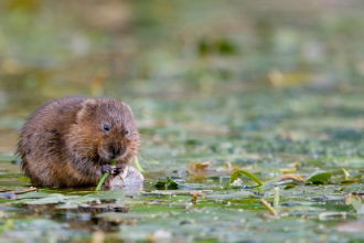 Water vole. Picture: Tom Marshall