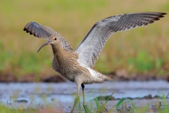 Curlew, Shutterstock