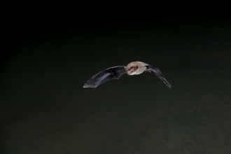 Daubenton's bat