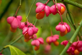 Spindle berries