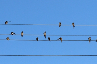 Swallows