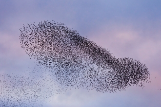 Starling murmuration