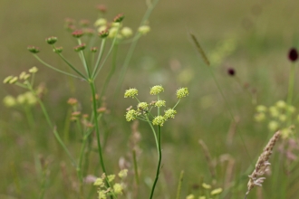 Pepper Saxifrage