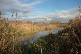 Cholsey Marsh