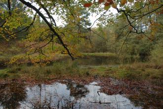 Sole Common Pond