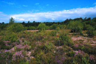 Decoy Heath