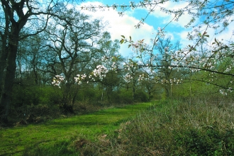 Little Linford Wood