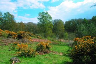 Sydlings Copse