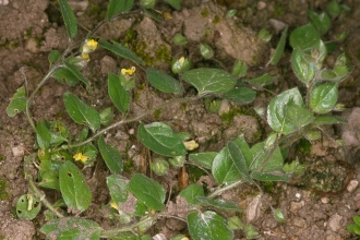 Round-leaved fluellen