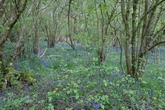 bluebells at little linford wood