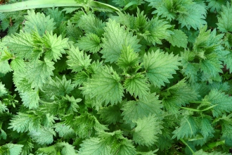 Stinging nettle