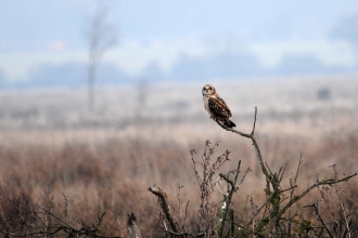 Short-eared owl 