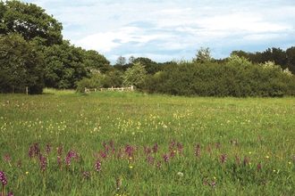 Bernwood Meadows, next to Bernwood Forest. Picture: Peter Creed