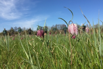 Iffley Meadows