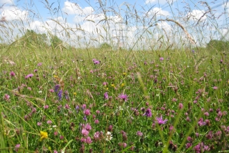 Wild flowers at Chimney Meadows
