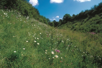 Hook Norton Cutting