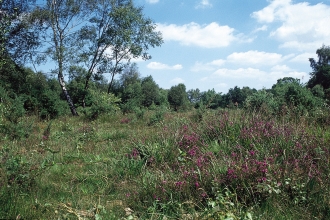 Inkpen Common