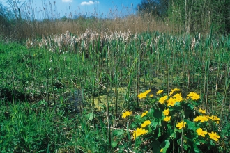 Lashford Lane Fen