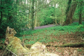 Millfield Wood