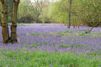 Bluebells