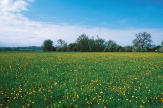 Oxey Mead