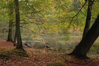 Sole Common Pond