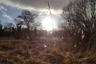 Thatcham Reedbeds