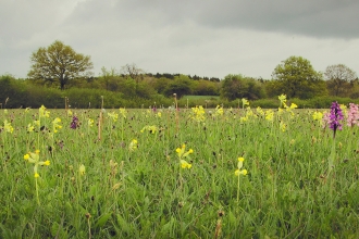 Bernwood meadows