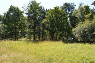 Whitecross Green Wood