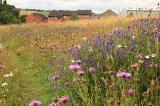 meadows and houses